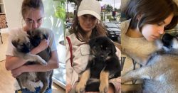 Read more about the article Miley Cyrus, Selena Gomez y otras estrellas están adoptando mascotas durante sus cuarentenas