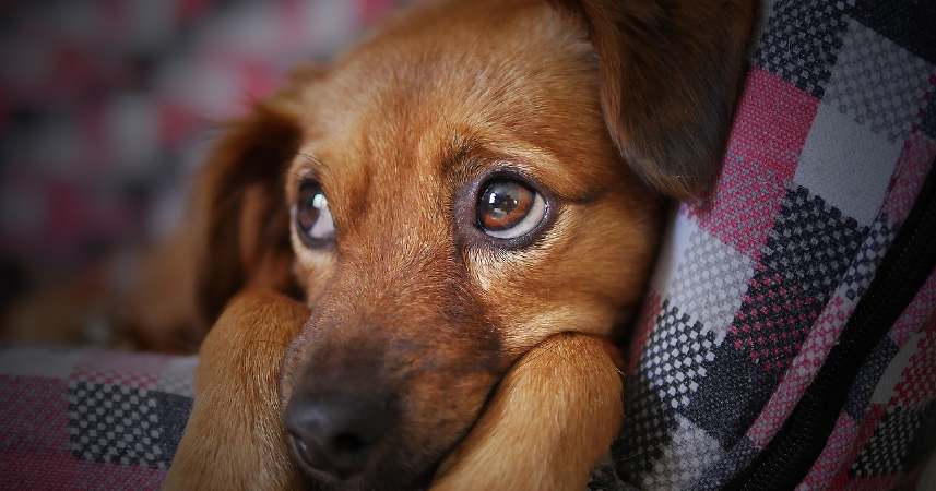 You are currently viewing 7 razones por las que tener mascotas es bueno para la salud