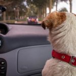 9 consejos para llevar a tu mascota en un viaje por carretera