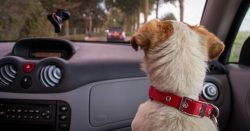 Read more about the article 9 consejos para llevar a tu mascota en un viaje por carretera