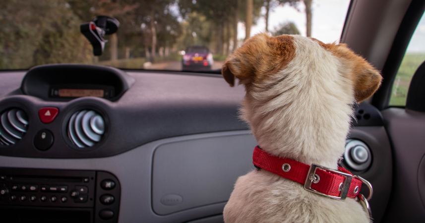 You are currently viewing 9 consejos para llevar a tu mascota en un viaje por carretera