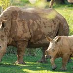 Celebra el Día de la Tierra en Disney’s Animal Kingdom ayudando a salvar a los Rinocerontes