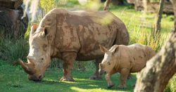 Read more about the article Celebra el Día de la Tierra en Disney’s Animal Kingdom ayudando a salvar a los Rinocerontes