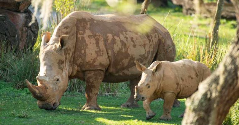 Read more about the article Celebra el Día de la Tierra en Disney’s Animal Kingdom ayudando a salvar a los Rinocerontes