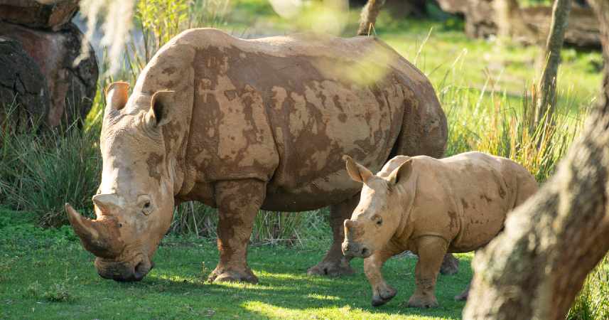 You are currently viewing Celebra el Día de la Tierra en Disney’s Animal Kingdom ayudando a salvar a los Rinocerontes
