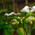 Ven a disfrutar de miles de orquídeas en el Jardín Botánico Tropical Fairchild de Miami