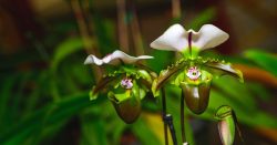 Read more about the article Ven a disfrutar de miles de orquídeas en el Jardín Botánico Tropical Fairchild de Miami