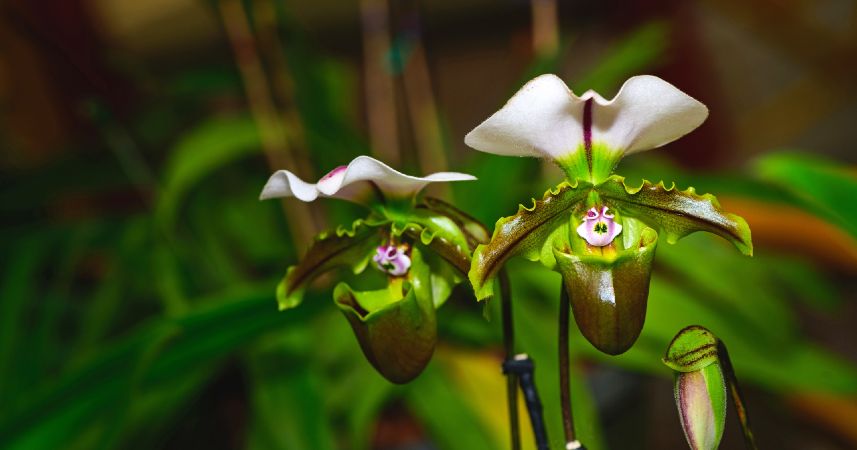 You are currently viewing Ven a disfrutar de miles de orquídeas en el Jardín Botánico Tropical Fairchild de Miami