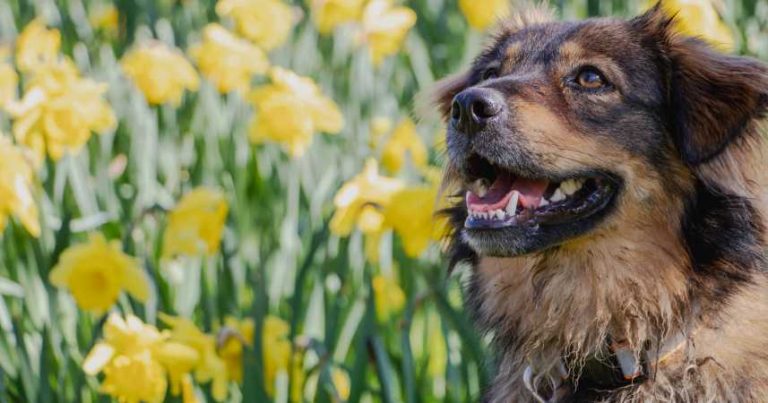 Read more about the article Los 7 mejores consejos para que tu perro tenga una sonrisa de Hollywood.