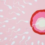 El óvulo decide qué espermatozoide entra, la ciencia lo comprueba