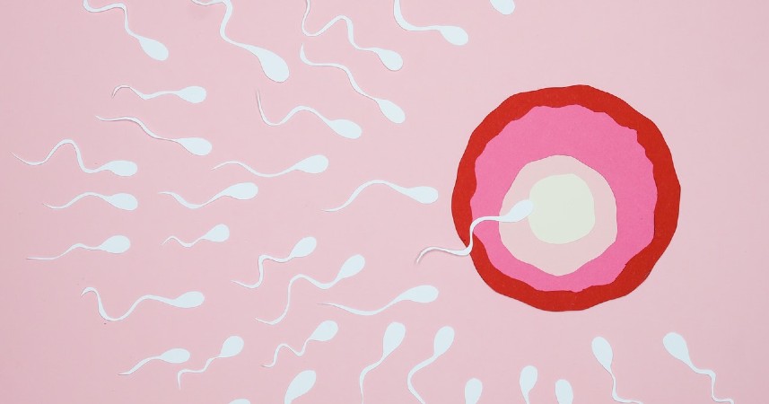 You are currently viewing El óvulo decide qué espermatozoide entra, la ciencia lo comprueba