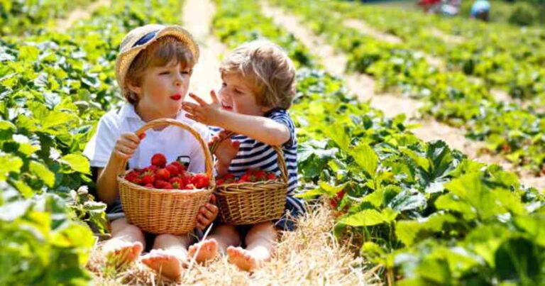 Read more about the article La frutillas son más dulces cuando las cosechas tú en The Berry Farms