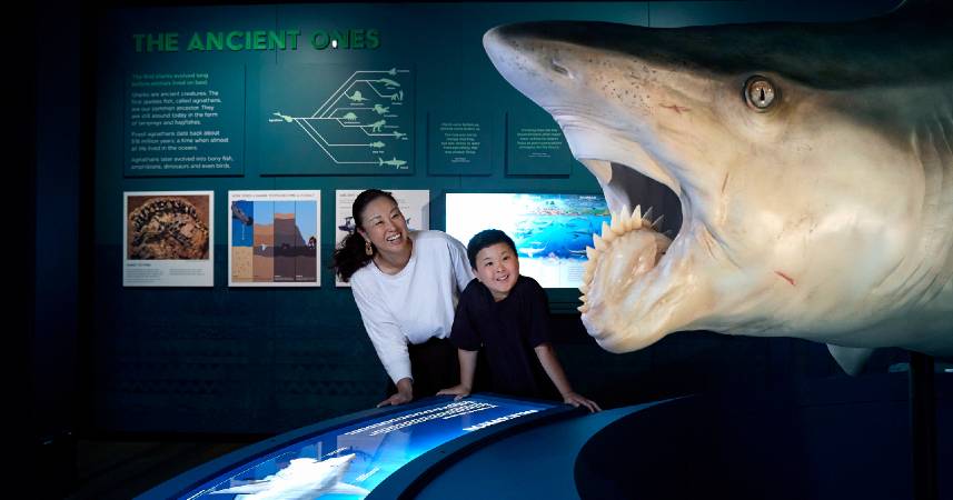 You are currently viewing Descubre el Fascinante Universo de los Tiburones en el Phillip and Patricia Frost Museum of Science esta Temporada
