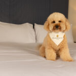  Guía gastronómica y hotelera en Miami para disfrutar con tu perro este Día Nacional de la Mascota